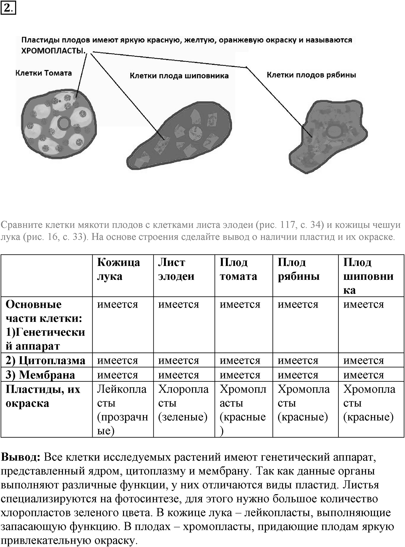 Глава 1. Клетка - основа строения и жизнедеятельности организмов. Урок 10. Особенности строения клеток. Пластиды. Страницы 33-34. Вопрос №2 — решение 1