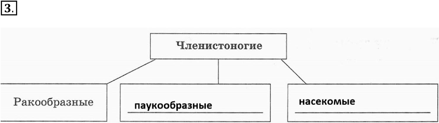 Глава 2. Многообразие организмов. Урок 27. Подцарство Многоклеточные. Беспозвоночные животные. Страницы 76-77. Вопрос №3 — решение 1