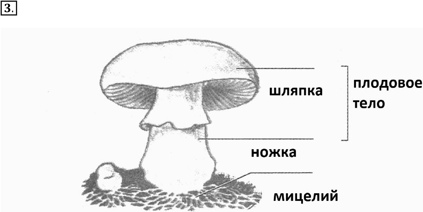 Глава 2. Многообразие организмов. Урок 17. Строение грибов. Грибы съедобные и ядовитые. Страницы 53-55. Вопрос №3 — решение 1