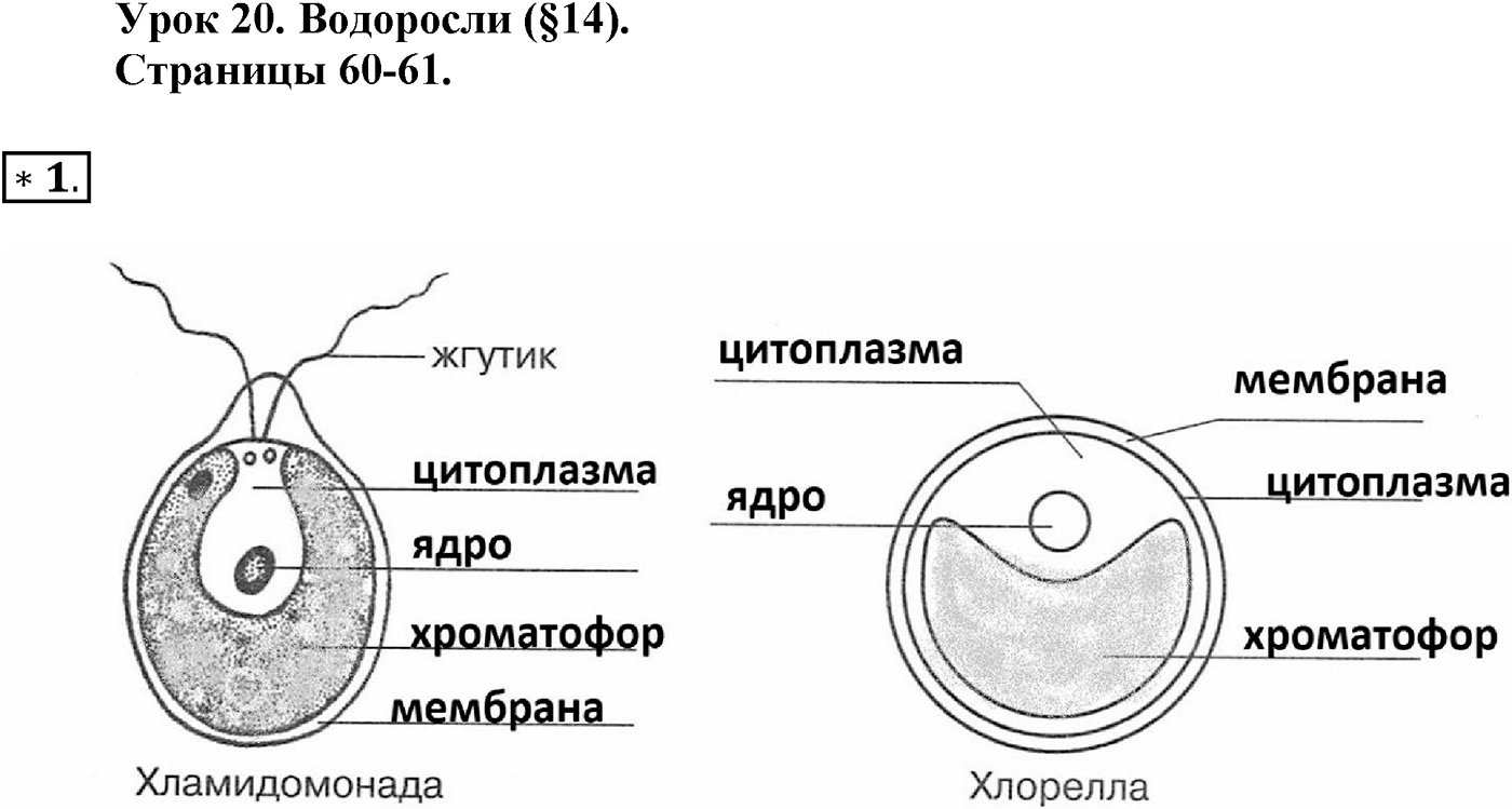 Глава 2. Многообразие организмов. Урок 20. Водоросли. Страницы 60-61. Вопрос №1 — решение 1