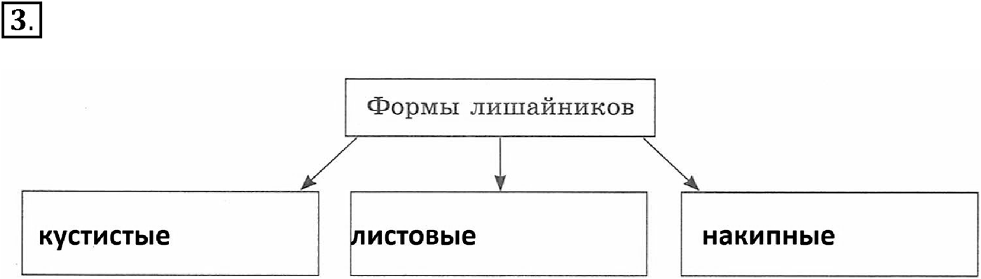 Глава 2. Многообразие организмов. Урок 21. Лишайники. Страницы 62-63. Вопрос №3 — решение 1