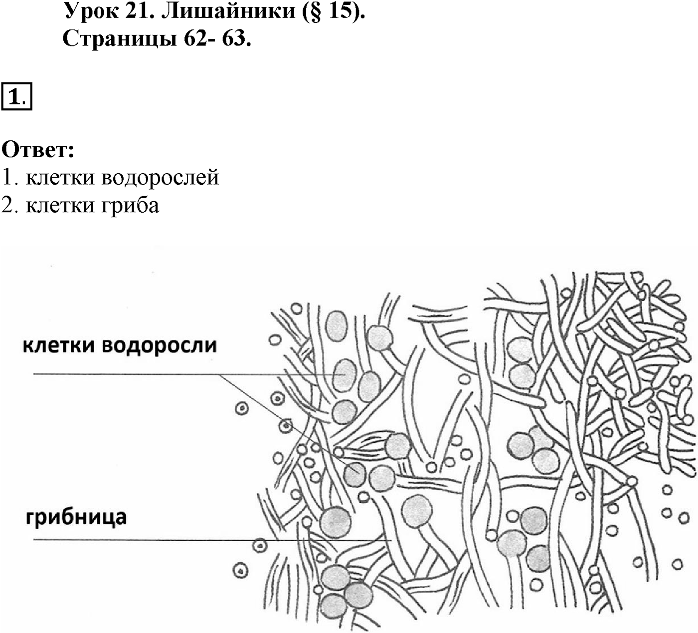 Глава 2. Многообразие организмов. Урок 21. Лишайники. Страницы 62-63. Вопрос №1 — решение 1