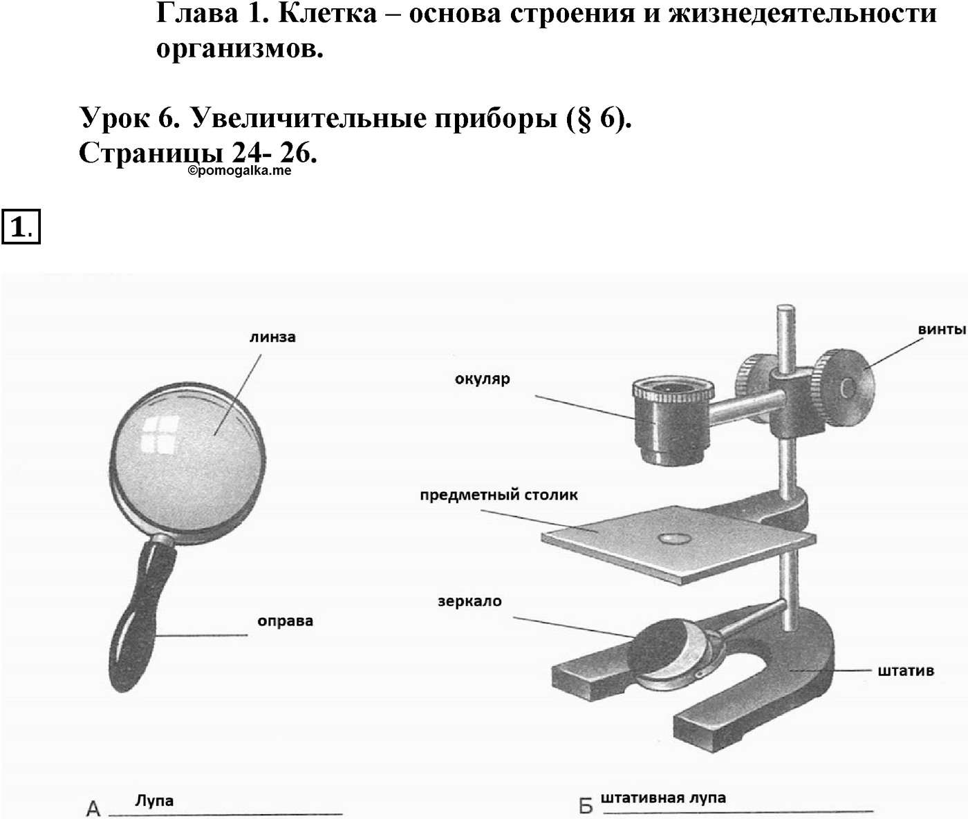 Глава 1. Клетка - основа строения и жизнедеятельности организмов. Урок 6. Увеличительные приборы. Страницы 24-26. Вопрос №1 — решение 1