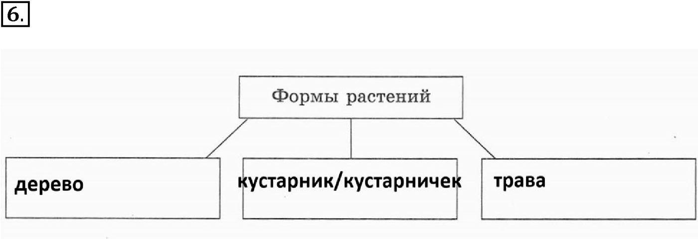 Глава 2. Многообразие организмов. Урок 24. Покрытосеменные растения. Страницы 67-71. Вопрос №6 — решение 1