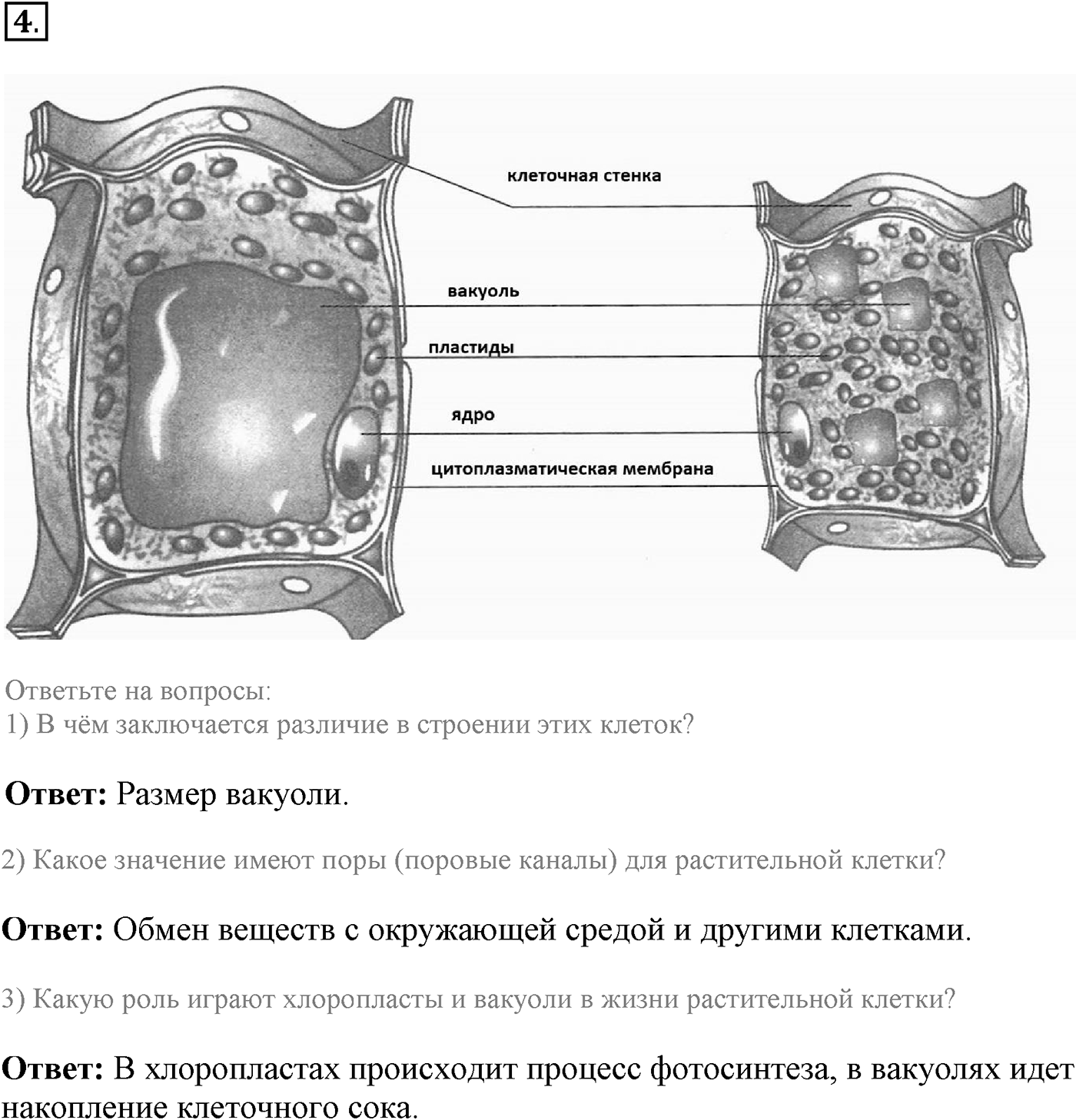 Глава 1. Клетка - основа строения и жизнедеятельности организмов. Урок 11. Процессы жизнедеятельности в клетке. Страницы 35-37. Вопрос №4 — решение 1