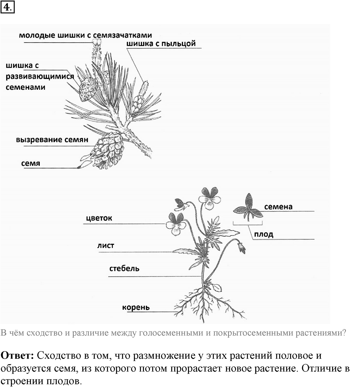 Глава 2. Многообразие организмов. Урок 24. Покрытосеменные растения. Страницы 67-71. Вопрос №4 — решение 1