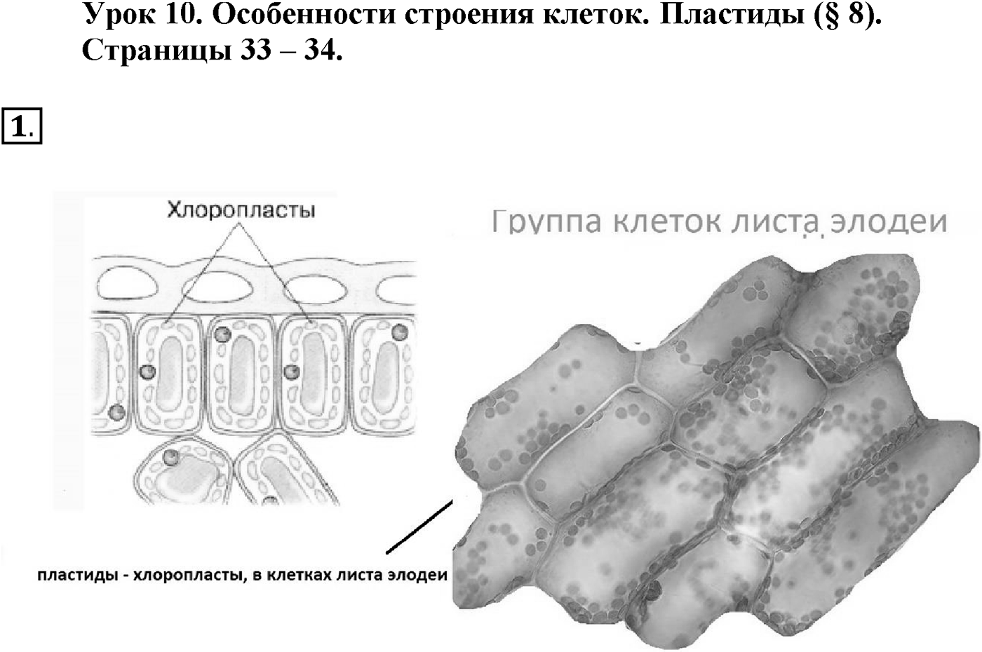 Глава 1. Клетка - основа строения и жизнедеятельности организмов. Урок 10. Особенности строения клеток. Пластиды. Страницы 33-34. Вопрос №1 — решение 1