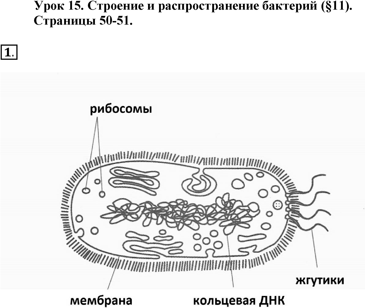 Глава 2. Многообразие организмов. Урок 15. Строение и распространение бактерий. Страницы 50-51. Вопрос №1 — решение 1