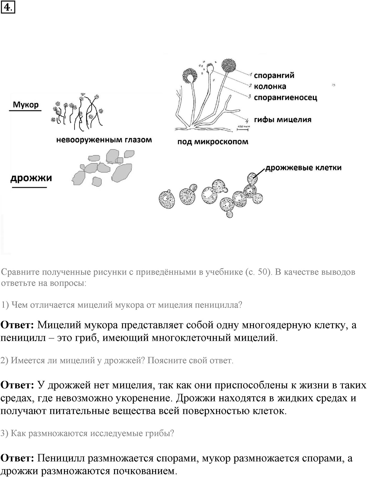 Глава 2. Многообразие организмов. Урок 18. Плесневые грибы и дрожжи. Роль грибов в природе и жизни человека. Страницы 56-57. Вопрос №4 — решение 1