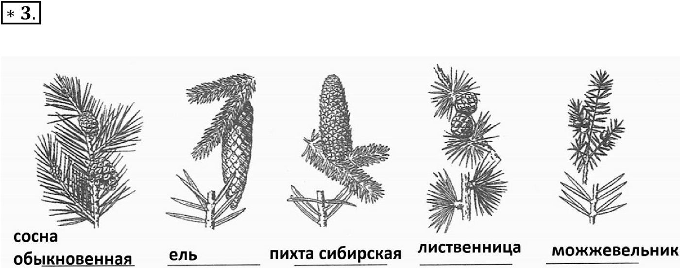 Глава 2. Многообразие организмов. Урок 23. Голосеменные растения. Страницы 66-67. Вопрос №3 — решение 1