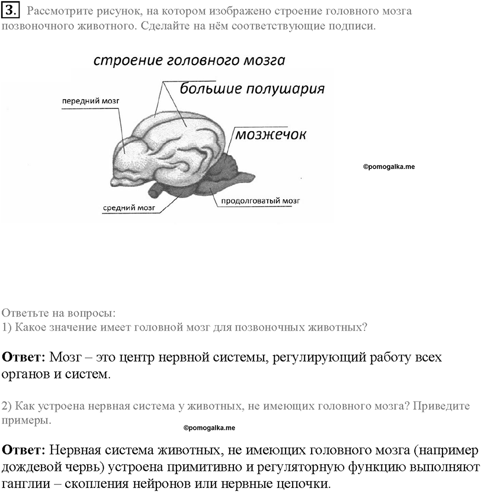 Глава 5. Регуляция жизнедеятельности организмов. Урок 23. Страницы 62-64. Номер №3 — решение 1