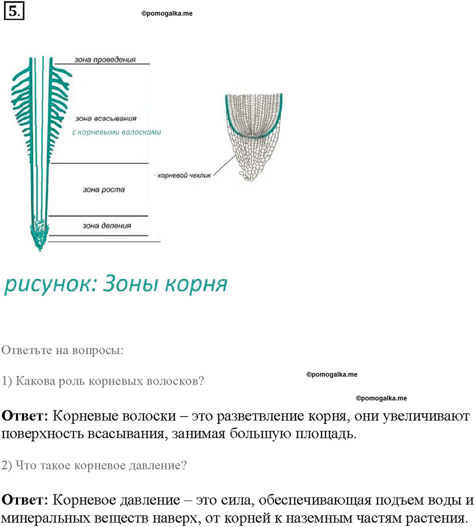 Глава 3. Жизнедеятельность организмов. Урок 2. Страницы 5-8. Номер №5 — решение 1