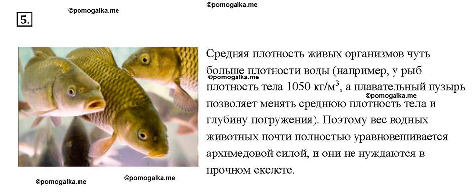 Глава 3. Давление твердых тел, жидкостей и газов. Плавание тел. §52. Вопрос №5 — решение 1