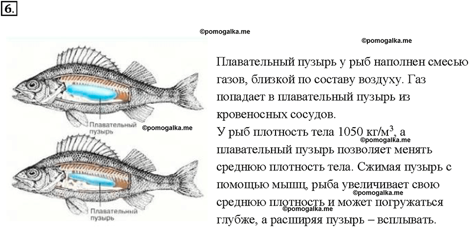 Глава 3. Давление твердых тел, жидкостей и газов. Плавание тел. §52. Вопрос №6 — решение 1