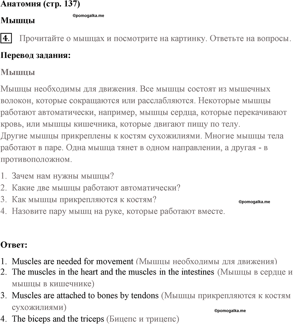 Страница 137. Extra contents. Anatomy. Задание №4 — решение 1