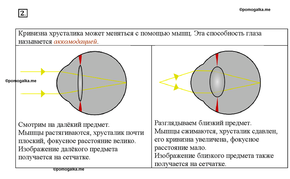 Глава 4. Световые явления. §70. Глаз и зрение. Вопрос №2 — решение 1