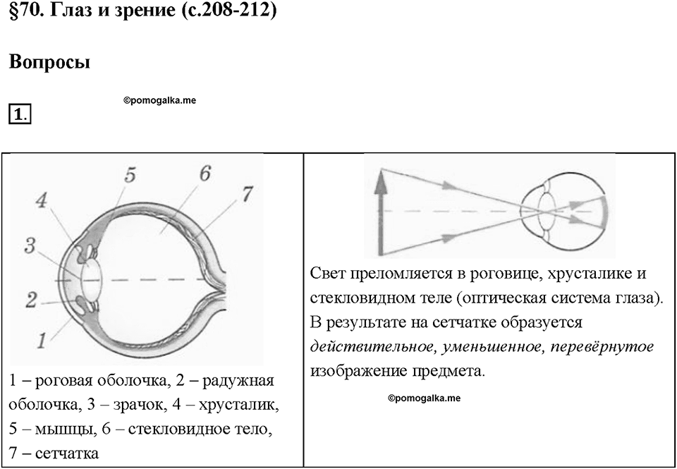 Глава 4. Световые явления. §70. Глаз и зрение. Вопрос №1 — решение 1